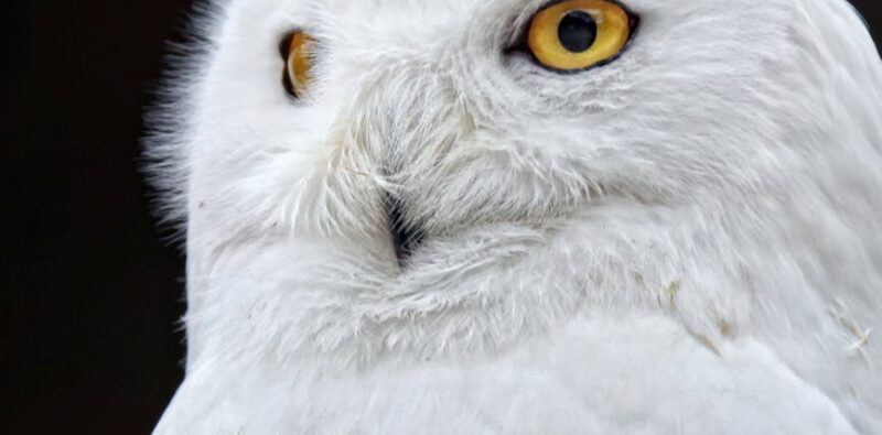 white owl
